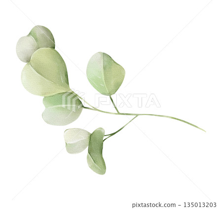 Eucalyptus branch isolated watercolor clipart. Hand painted greenery illustration for wedding, spring and summer designs, floral arrangements, invitations, stationery, branding and natural decor. 135013203