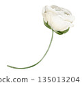 White ranunculus bud isolated watercolor clipart. Hand painted floral illustration for spring and wedding design, invitations, greeting cards, stationery, prints and decorative compositions. 135013204