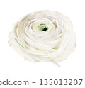 White ranunculus flower isolated watercolor clipart. Hand painted spring blossom illustration. Design element for greeting cards, invitations, floral compositions, stationery, wedding, seasonal decor. 135013207
