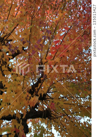 I took a photo of the trees turning autumn colors. 135013427