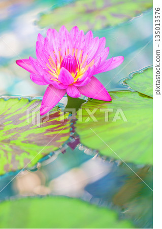 Flowers around the house - a variety of seasons - beautiful water lilies have bloomed in the greenhouse of the aquatic botanical garden Flowers around the house - a variety of seasons - beautiful water lilies have bloomed in the greenhouse of the aquatic botanical garden 135013576