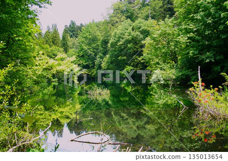 Ryugakubo Pond, the legendary pond of the dragon god Ryugakubo Pond, the legendary pond of the dragon god 135013654