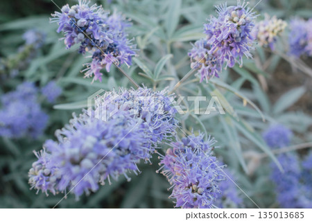 Close-up macro shot of vibrant lavender-purple flower spikes with thin white filaments (possibly Vitex agnus-castus or Speedwell). Soft bokeh background highlights texture and natural beauty Close-up macro shot of vibrant lavender-purple flower spikes with thin white filaments (possibly Vitex agnus-castus or Speedwell). Soft bokeh background highlights texture and natural beauty 135013685
