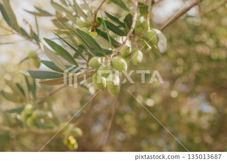 Olives on branch colour change from light green to pink unripe harvest. Olives on branch colour change from light green to pink unripe harvest. 135013687