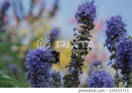 Fuzzy Bumblebee collecting nectar from lavender-purple Vitex agnus-castus flowers 135013711