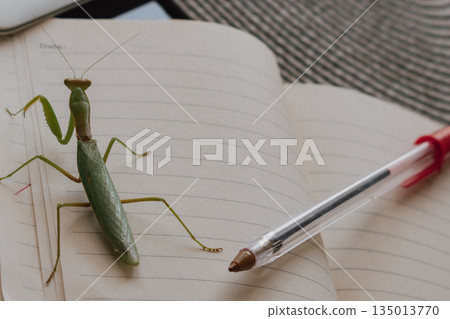Praying mantis on a desk next to a blank notebook and pen, symbolizing inspiration 135013770