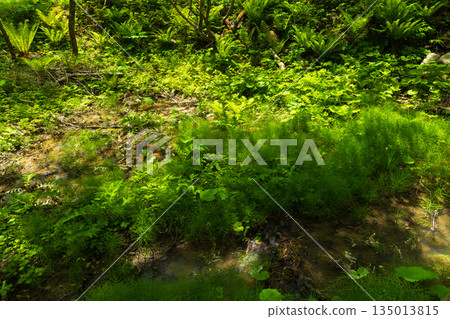 Early summer in Hakuba Village, Nagano Prefecture - Fresh greenery on the Kiryu River walking trail, biotope Early summer in Hakuba Village, Nagano Prefecture - Fresh greenery on the Kiryu River walking trail, biotope 135013815