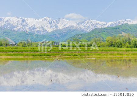 Early summer in Hakuba Village, Nagano Prefecture: rice paddies in planting season and the remaining snow on the Hakuba Sanzan mountains Early summer in Hakuba Village, Nagano Prefecture: rice paddies in planting season and the remaining snow on the Hakuba Sanzan mountains 135013830