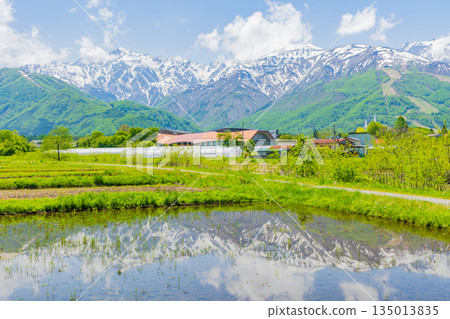 長野縣白馬村初夏：白馬山脈綠意盎然，殘雪未消。 135013835