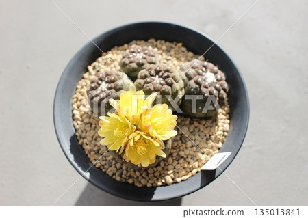 仙人掌花、Hippogaea、Copiapoa、Hippogaea 蜥蜴皮 仙人掌花、Hippogaea、Copiapoa、Hippogaea 蜥蜴皮 135013841