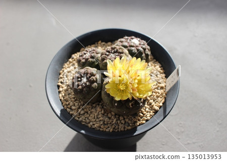 仙人掌花、Hippogaea、Copiapoa、Hippogaea 蜥蜴皮 135013953