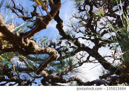 Pine tree Pine tree 135013984