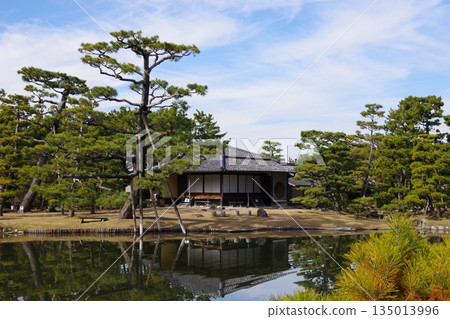 landscape with pine trees landscape with pine trees 135013996