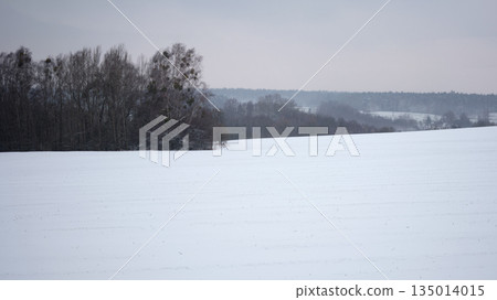 A snowy field extends into the distance, meeting a line of trees against a pale sky. Winters grip is firm, blanketing the countryside in a tranquil, frosty stillness A snowy field extends into the distance, meeting a line of trees against a pale sky. Winters grip is firm, blanketing the countryside in a tranquil, frosty stillness 135014015