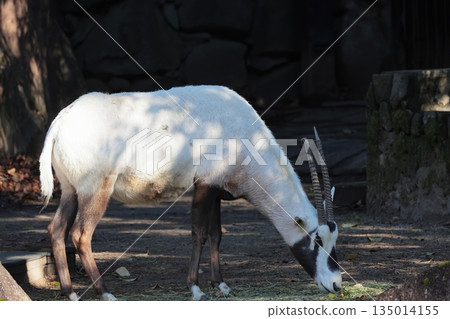 阿拉伯Orix 135014155