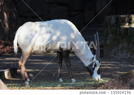 阿拉伯Orix 135014156