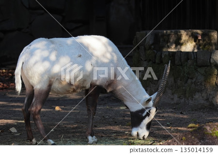 阿拉伯Orix 135014159