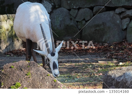 阿拉伯Orix 135014160