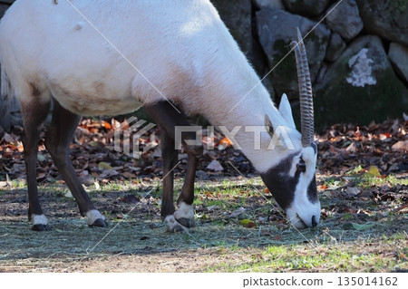 阿拉伯Orix 135014162