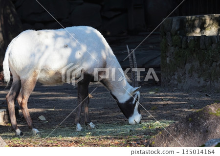 阿拉伯Orix 135014164