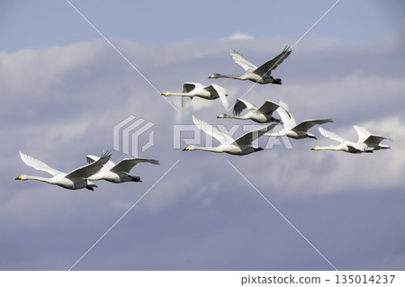 一隻天鵝在藍天中優雅地飛翔 135014237