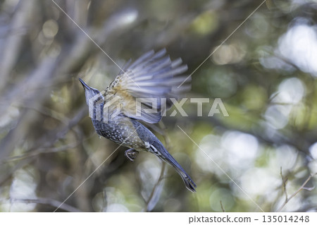 Brown-eared bulbul which eats Sendan's fruit Brown-eared bulbul which eats Sendan's fruit 135014248