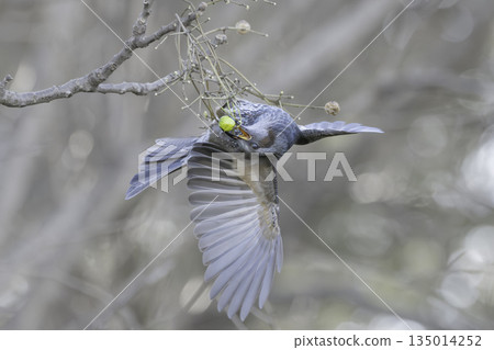 Brown-eared bulbul which eats Sendan's fruit Brown-eared bulbul which eats Sendan's fruit 135014252