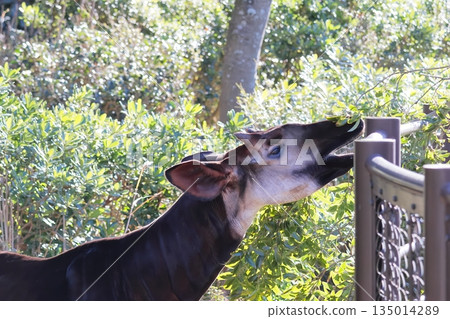 Okapi 135014289
