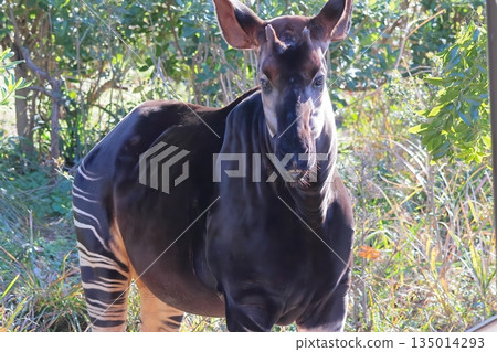 Okapi Okapi 135014293