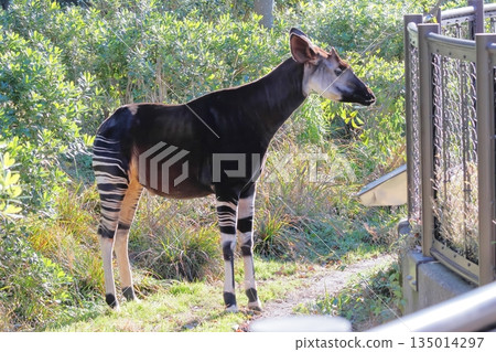 Okapi Okapi 135014297