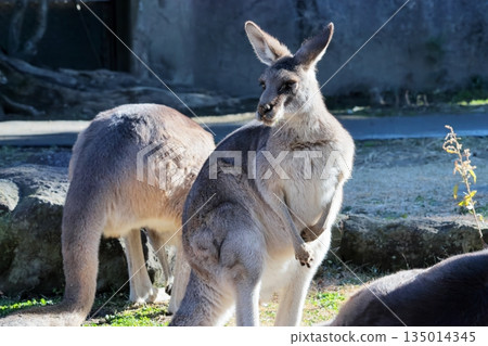 Kangaroo 135014345