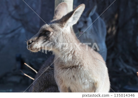 Kangaroo 135014346