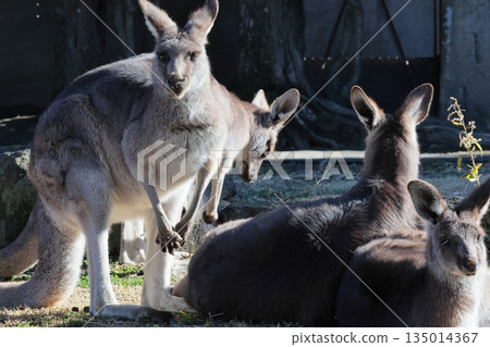 Kangaroo 135014367
