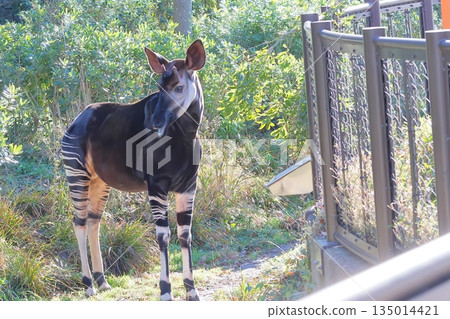 Okapi Okapi 135014421