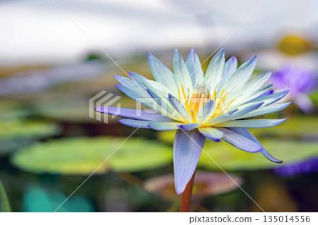 Flowers around the house - a variety of seasons - beautiful water lilies have bloomed in the greenhouse of the aquatic botanical garden 135014556