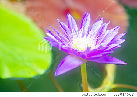 Flowers around the house - a variety of seasons - beautiful water lilies have bloomed in the greenhouse of the aquatic botanical garden Flowers around the house - a variety of seasons - beautiful water lilies have bloomed in the greenhouse of the aquatic botanical garden 135014568