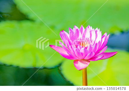 房子周圍鮮花盛開 - 各種季節 - 美麗的睡蓮在水生植物園的溫室裡綻放 房子周圍鮮花盛開 - 各種季節 - 美麗的睡蓮在水生植物園的溫室裡綻放 135014578