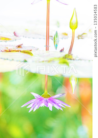 房子周圍鮮花盛開 - 各種季節 - 美麗的睡蓮在水生植物園的溫室裡綻放 房子周圍鮮花盛開 - 各種季節 - 美麗的睡蓮在水生植物園的溫室裡綻放 135014583