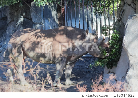 日本柏樹 135014622