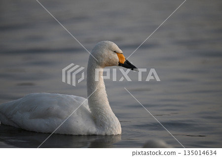 黎明前的巨型天鵝 135014634