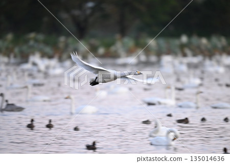 A flying swan 135014636