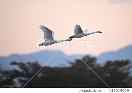 天鵝飛向早晨的太陽 135014639