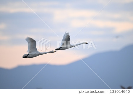 Swan flying to the morning sun 135014640