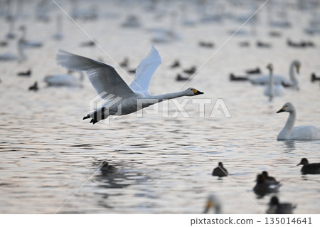 飛翔的天鵝 135014641