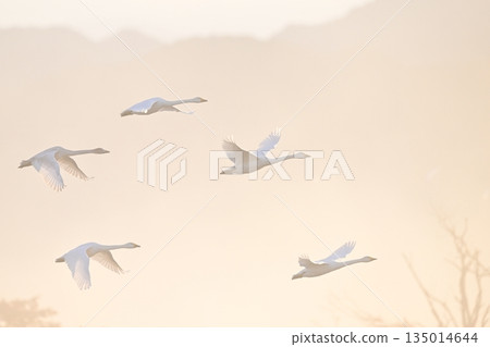 晨霧中飛翔的天鵝 135014644