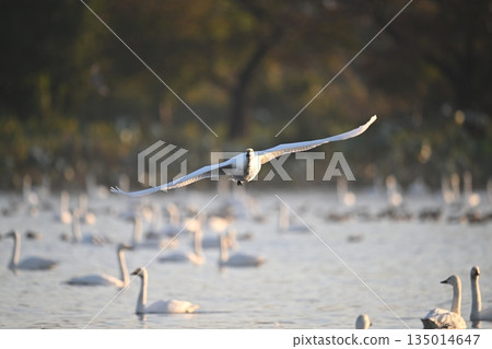 飛翔的天鵝 135014647