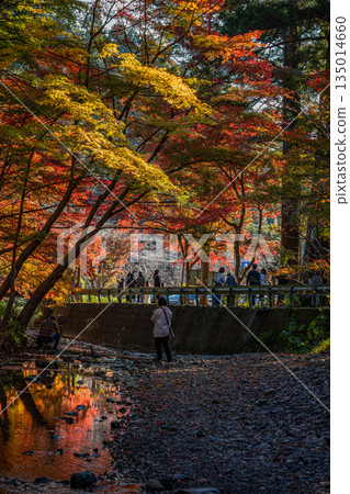 靜岡縣遠富國一宮市小國神社的秋葉 靜岡縣遠富國一宮市小國神社的秋葉 135014660