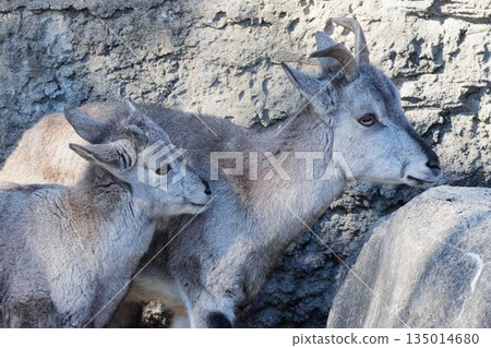 Sue Cho Varal 135014680