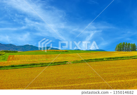 薩奈山觀景台 135014682