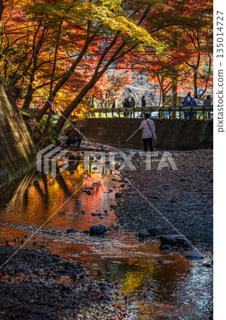 Autumn foliage at Oguni Shrine, Ichinomiya, Totomi Province, Morimachi (Shizuoka Prefecture) Autumn foliage at Oguni Shrine, Ichinomiya, Totomi Province, Morimachi (Shizuoka Prefecture) 135014727
